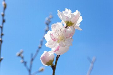 斑入りの桃の花	