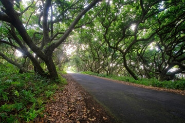 Road through tunnel of trees. Puna, south coast, Big Island, Hawaii