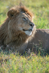 King of Beasts, the Lion King