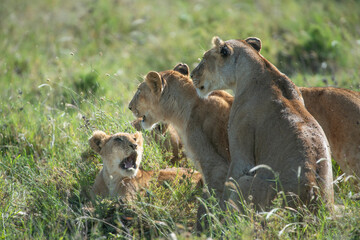 Lion Family in Serengeti