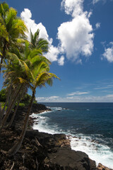 Palm trees and coastline on road side. Puna, south coast, Big Island Hawaii