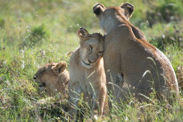 Lion Family Snuggling in Serengeti