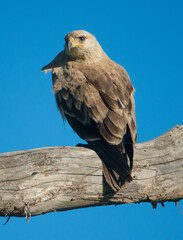 Tawny Eagle in the Serengeti