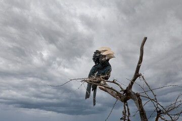 Silver Cheeked Hornbills