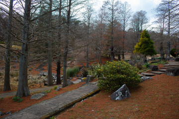 冬の公園遊歩道（並木道）