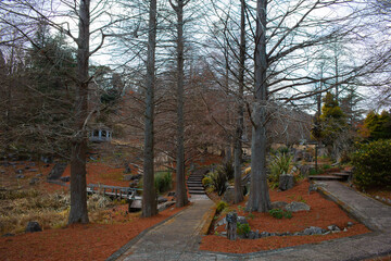 冬の公園遊歩道（並木道）