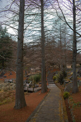 冬の公園遊歩道（並木道）