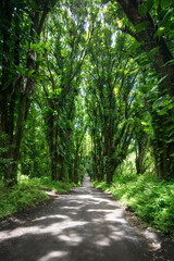 Road through jungle vegetation. Puna, Big Island, Hawaii 