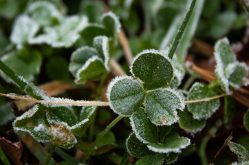 frost on leaves