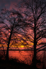 Sunrise Trees Fraser River. Sunrise behind trees on the Fraser River. Richmond, British Columbia, Canada. 

