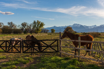 Fototapeta na wymiar Three horses stand up in front of the wooden fence