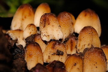 group of mushrooms