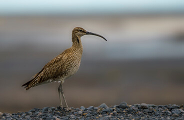 Iceland birds