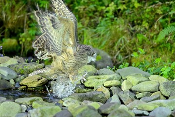 手ぶらで勢いよく飛び出してきたシマフクロウオス＠知床、北海道