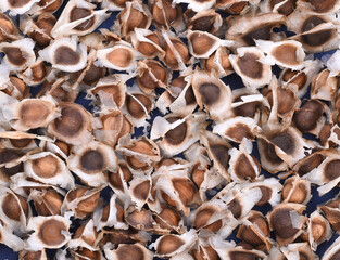 Moringa Oleifera Medicinal and Culinary Fruit Seed Closeup Isolated on White Background. Also Known as Drumstick Tree, Horseradish Tree, and Ben Oil or Benzoil Tree.