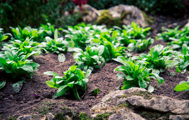 flowers in a rock garden