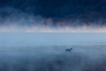 A bird in the morning mist