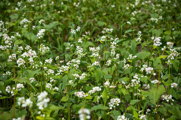 Rural landscape. Blooming buckwheat field. White blooming fresh buckwheat in spring on field against blue sky with clouds. Good harvest