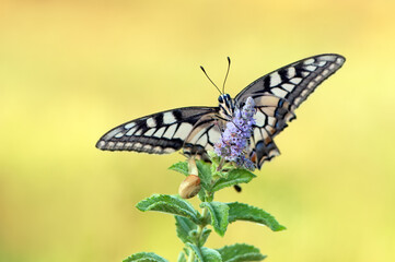 Wonderful butterfly Papilio machaon  spread its wings on the flower on a summer day