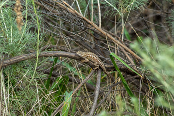 A Western Fence Lizard resting a park bush