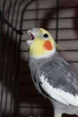 A Cockatiel pet bird that's bright and colorful in a cage shot cloeup that's looking around in his cage on a winter day.