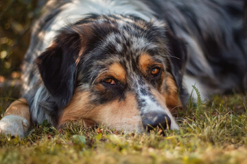 sleepy australian shepherd farm dog in blue merle 