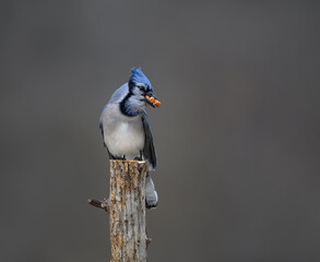 Blue Jay Holding Three Peanuts in its Bill on Gray Background in Fall