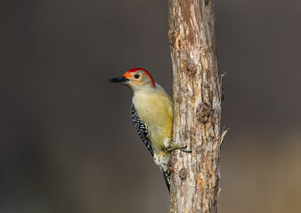 Fototapeta premium Red-bellied Woodpecker on Tree Trunk against Dark Background in Fall, Portrait