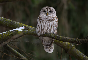 Barred Owl Portrait on Dark Green Background