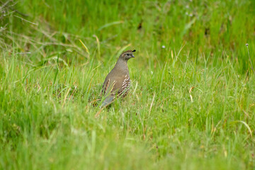 A California Quail on a grassy trail