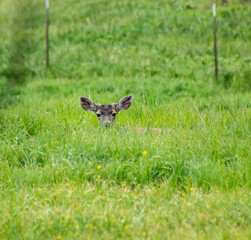 A Mule Deer resting in a grassy field