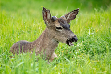 Naklejka na ściany i meble A Mule Deer resting in a grassy field