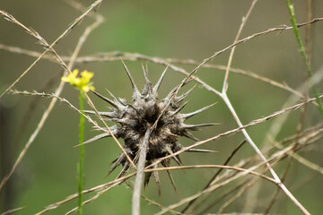 A spiky dried up Milk Thistle Bulb