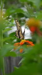 Black eastern Swallowtail on Mexican Sunflower, thru vegetation.