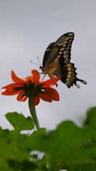 Eastern Black Swallowtail on Mexican Sunflower