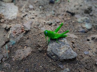 green grasshopper on a stone