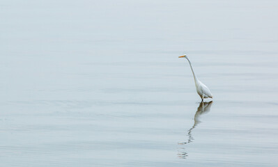Grande aigrette