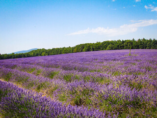 Naklejka na ściany i meble Landscape view of Lavender field at Sault City, Country of lavender in Provence, France