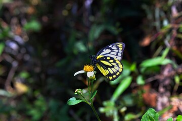 Butterfly larvae from the Taiwan(Prioneris thestylis formosana Fruhstorfer, 1908) Jezebel butterfly. 