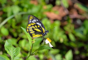 Butterfly larvae from the Taiwan(Prioneris thestylis formosana Fruhstorfer, 1908) Jezebel butterfly. 