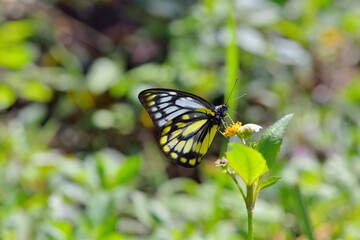 Butterfly larvae from the Taiwan(Prioneris thestylis formosana Fruhstorfer, 1908) Jezebel butterfly. 