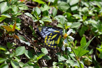 Butterfly larvae from the Taiwan(Prioneris thestylis formosana Fruhstorfer, 1908) Jezebel butterfly. 