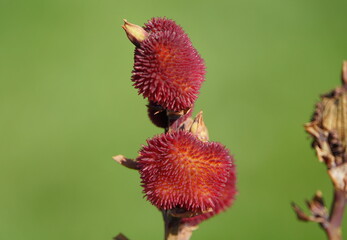 A close up of two red Canna lily seeds pod