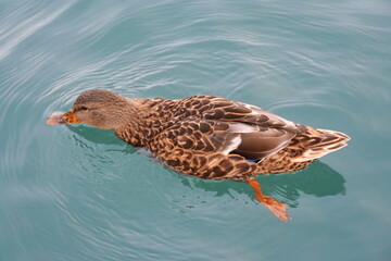 A mottled duck searching for food in the water