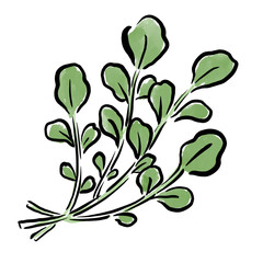 クレソン　水彩　イラスト 筆　手描き
