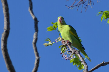 Yellow-chevroned parakeet (brotogeris chiriri), feeding in the wild