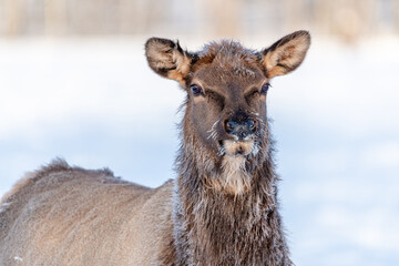 Fototapeta premium One elk looking at camera in the winter time with frosty hairs and winter background. 