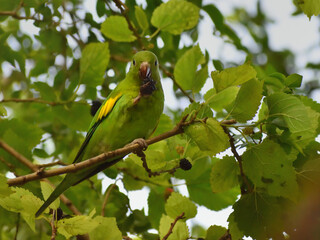 Yellow-chevroned parakeet (brotogeris chiriri), feeding on mulberries