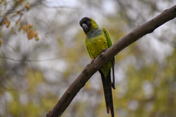 wild nanday parakeet (Aratinga nenday) in a tree
