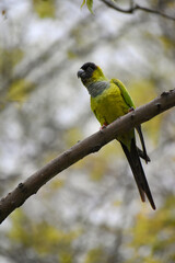 wild nanday parakeet (Aratinga nenday) in a tree